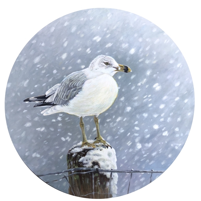 Seagull in the Snow